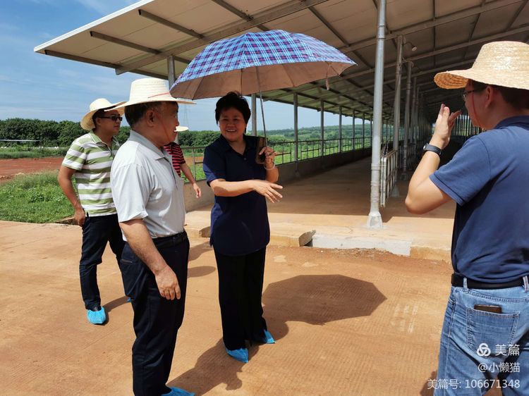 世界知名生物学家徐会连博士到海南农垦草畜产业集团和牛养殖基地参观